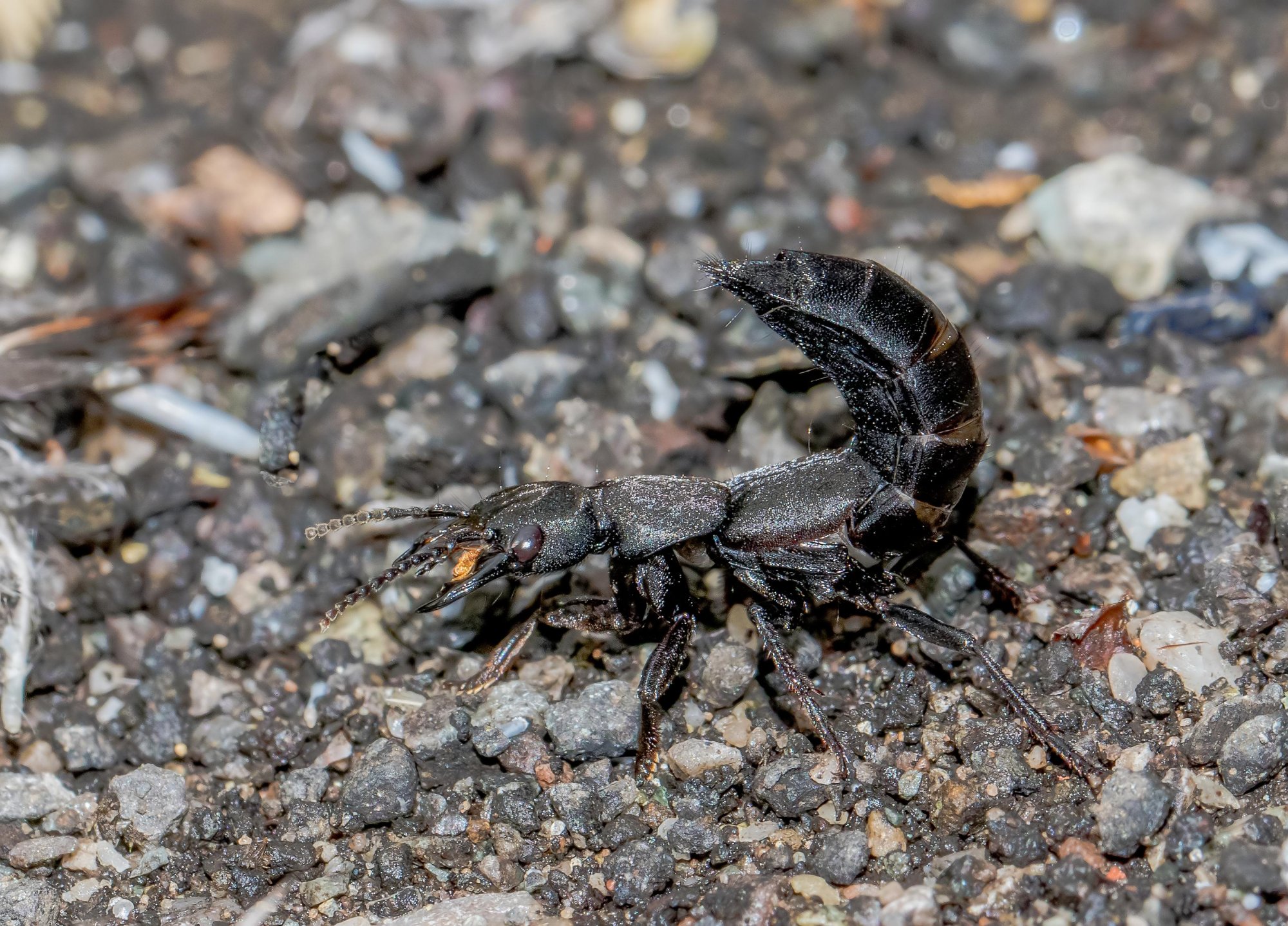 Devil's Coach-horse Beetle-.jpg