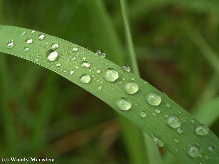 Dew on Grass.jpg