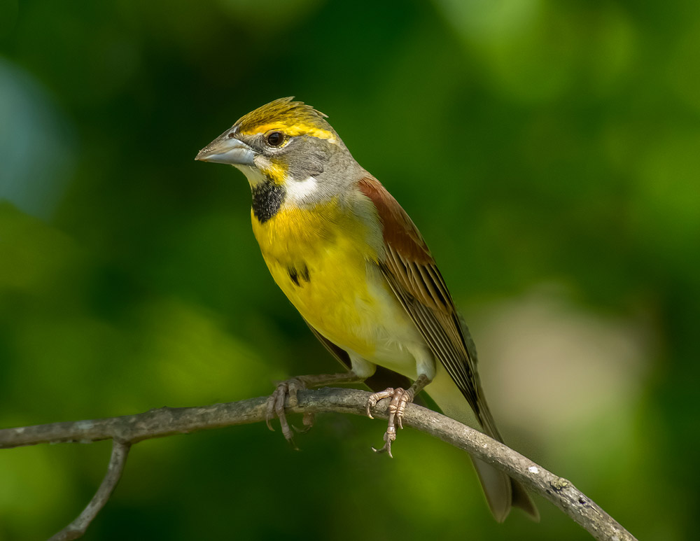 Dickcissel bcg.jpg