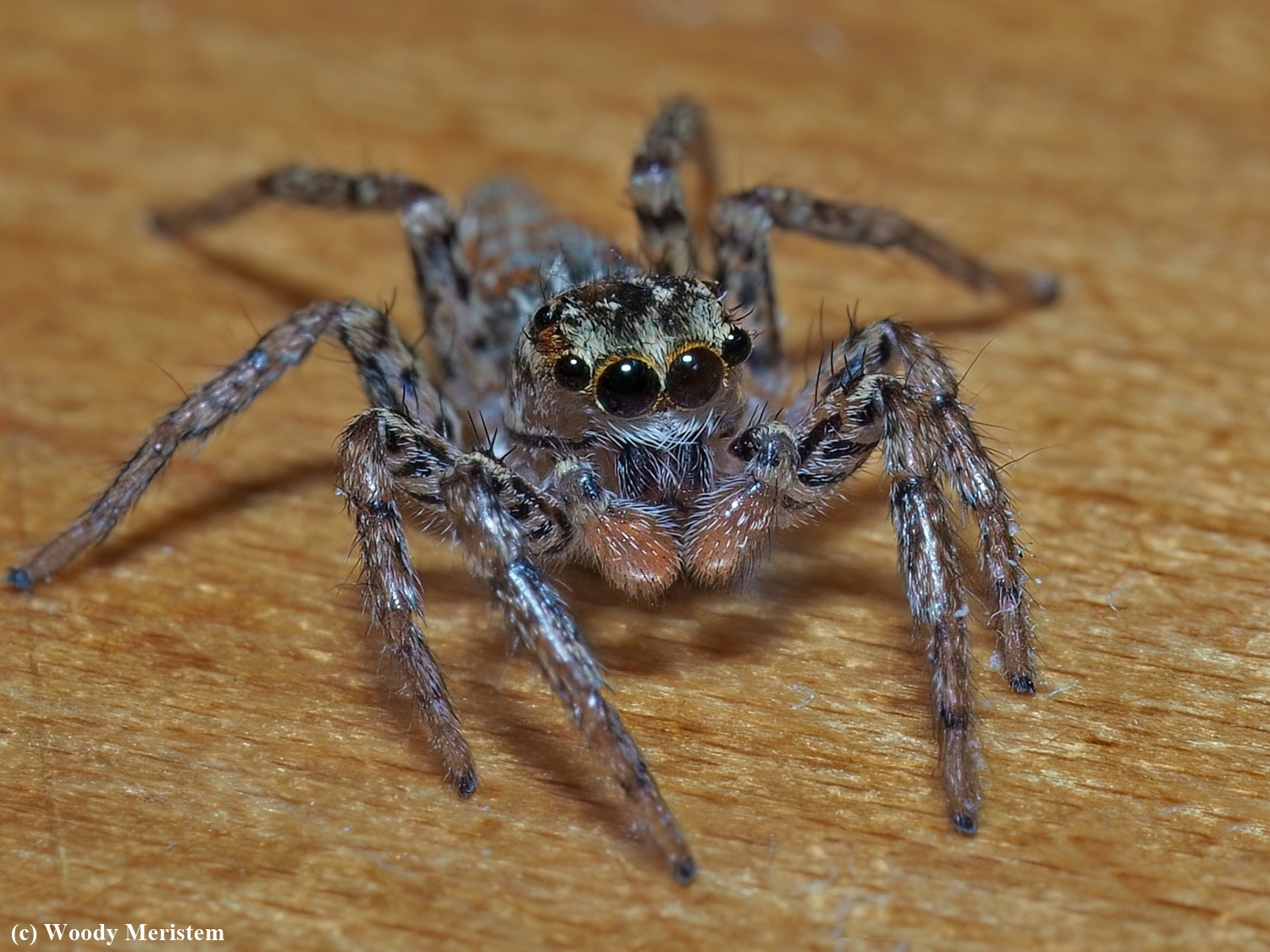 Dimorphic Jumping Spider.JPG