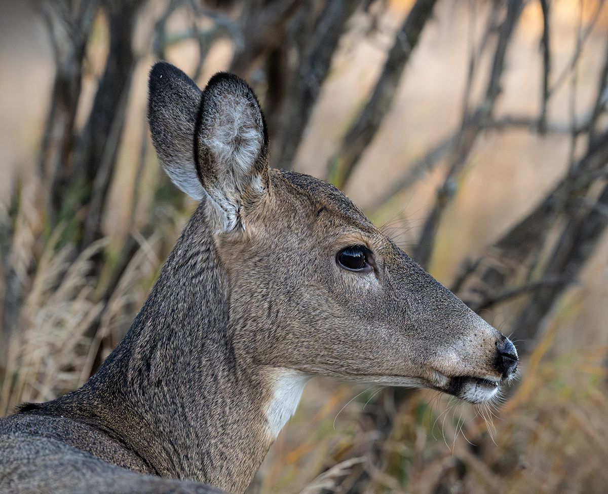 Doe too close Mission Marsh head shot 1467.jpg