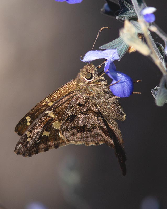 Dorantes Longtail IMG_8363  4357 11142014.jpg