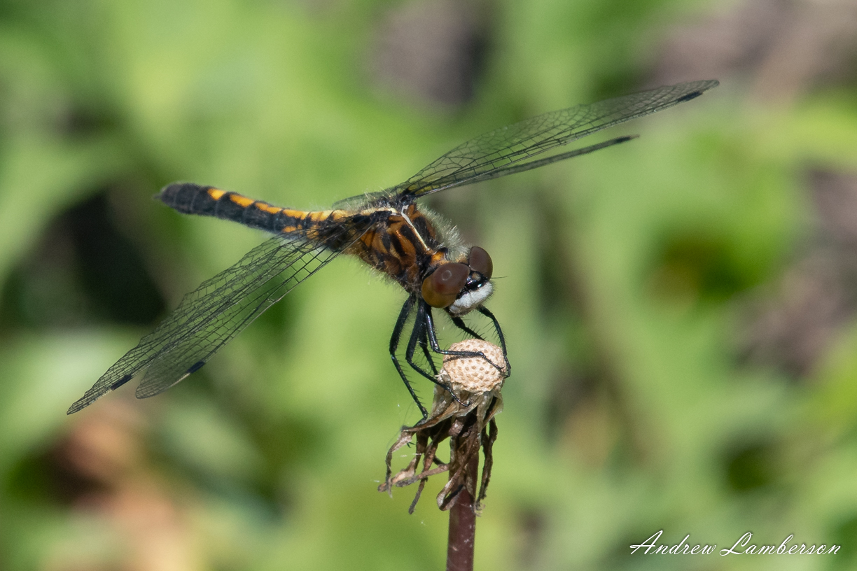 Dot-tailed Whiteface-6514.jpg