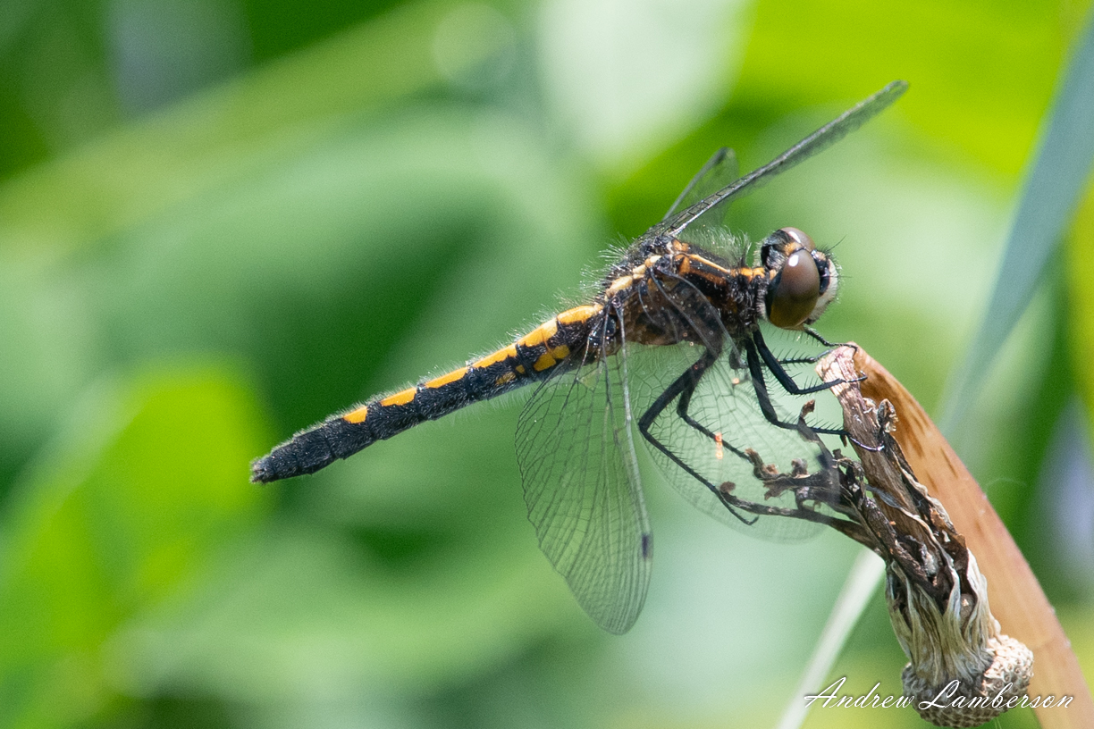 Dot-tailed Whiteface-6570.jpg