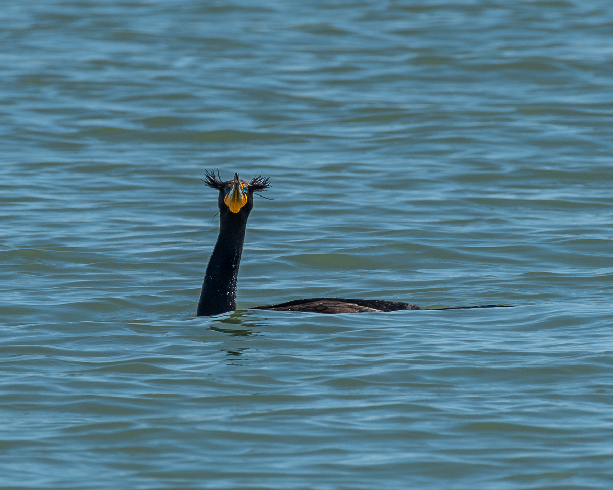 Double Crested Cormorant (1 of 1).jpg