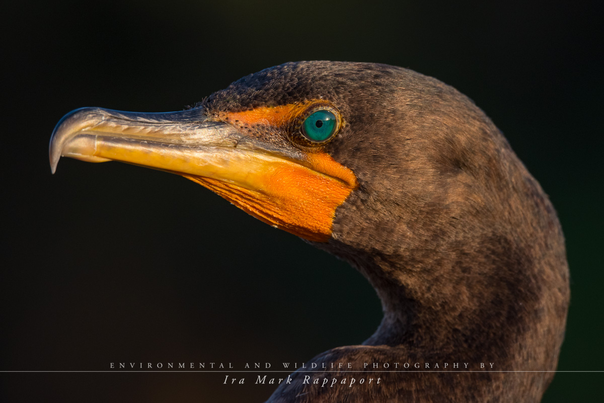 Double-crested Cormorant close up-3.jpg