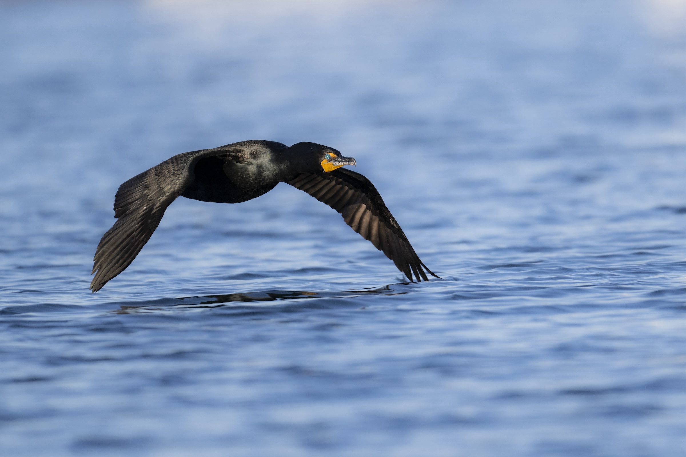 double crested cormorant sized.jpg
