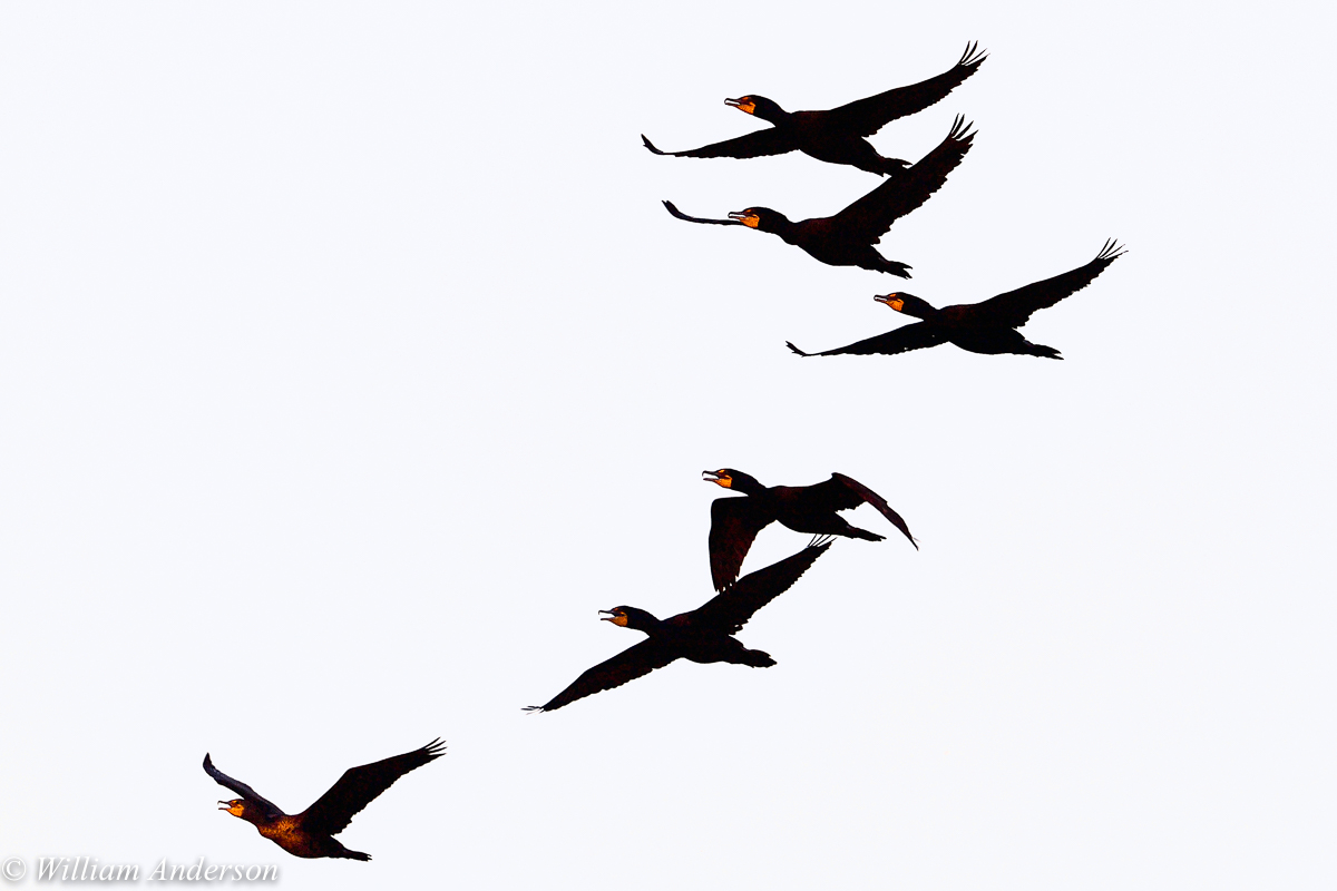 Double-crested Cormorants.jpg