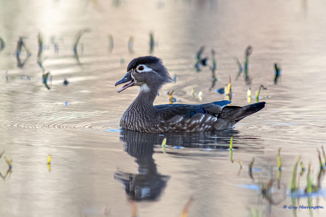 Down sized squecking Wood Duck 3-14-2020.jpg