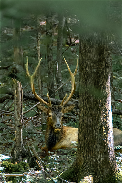 down sizedDSC_4631 Elk resting in Woods 9-15-22.jpg