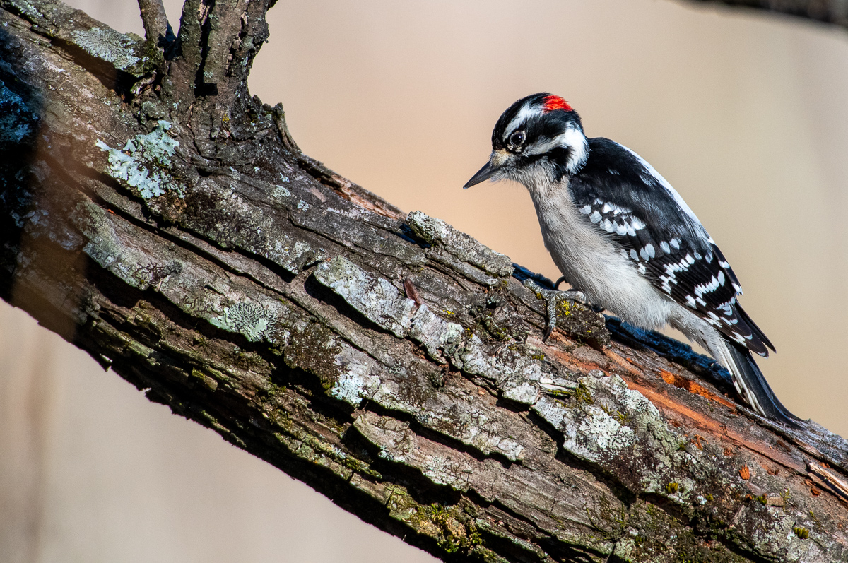 Downy Woodpecker 1-23-2022.jpg