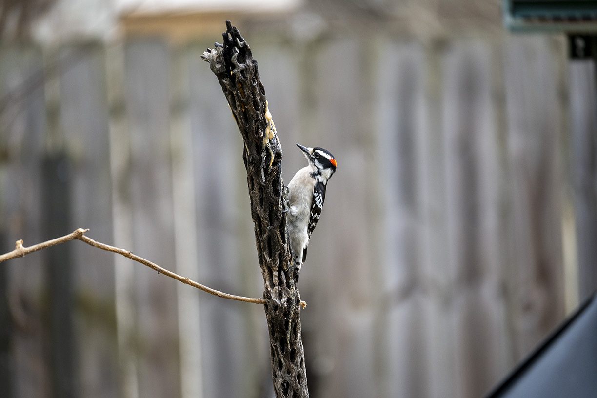 DOWNY WOODPECKER 2 - 5591.jpg