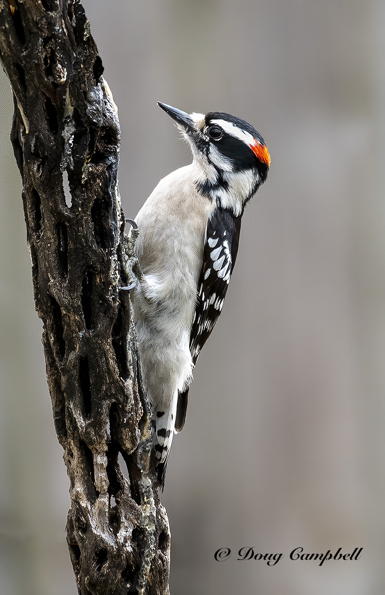 DOWNY WOODPECKER - 5591.jpg