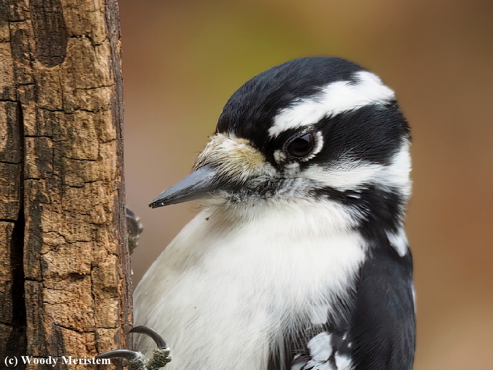 Downy Woodpecker - female.JPG