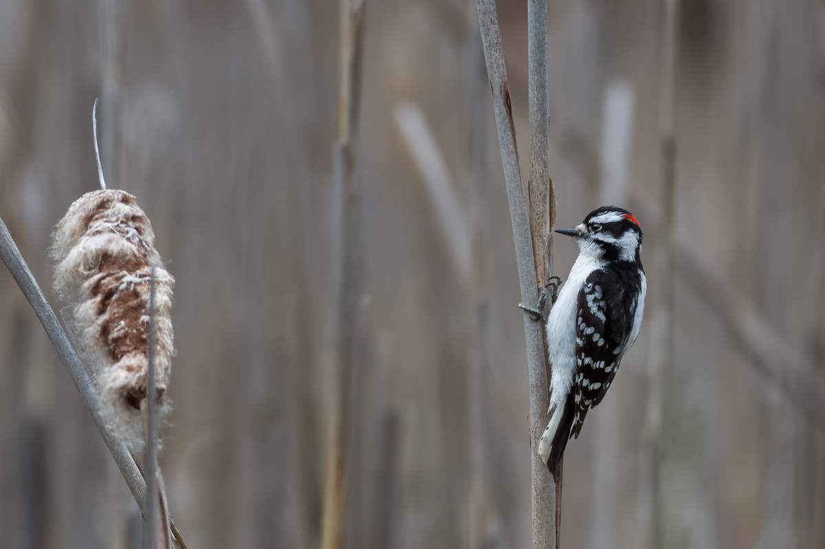 Downy Woodpecker - Male.jpg