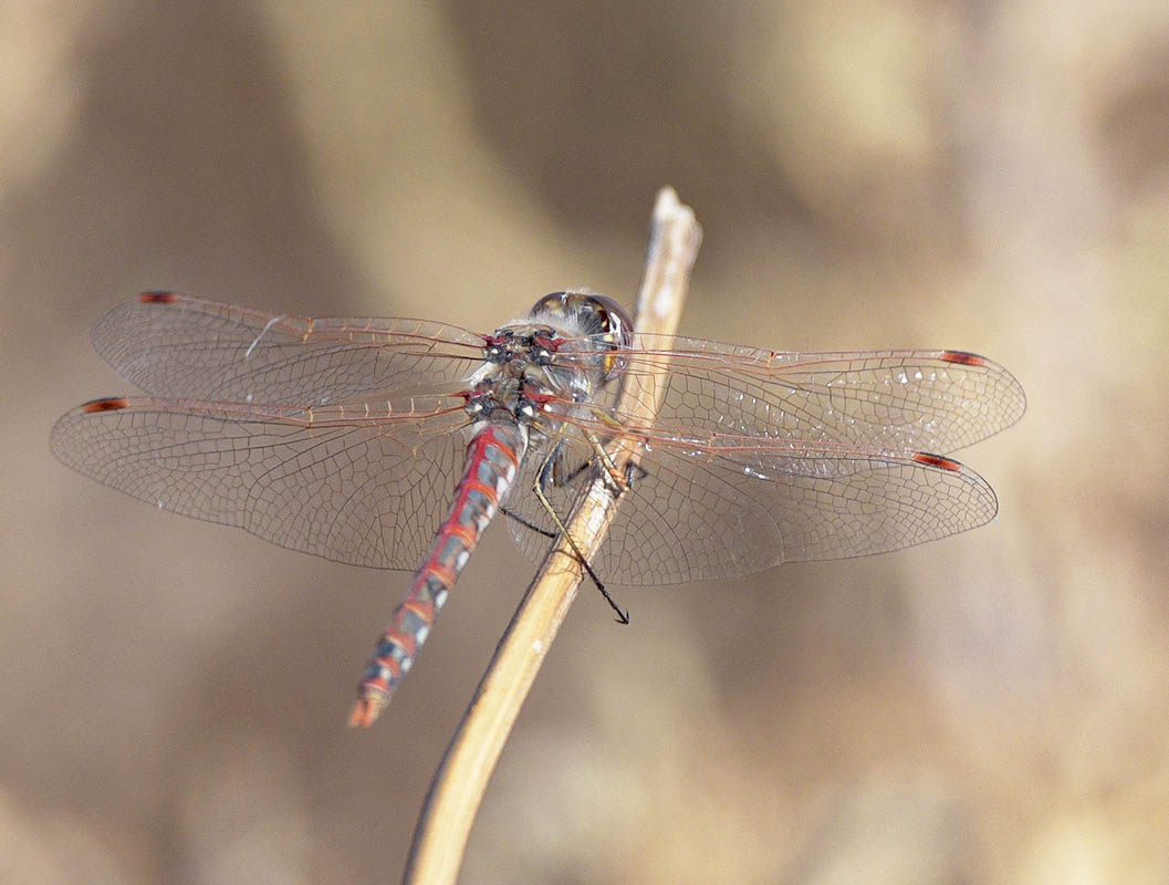 Dragon Fly DSC_0345.jpg