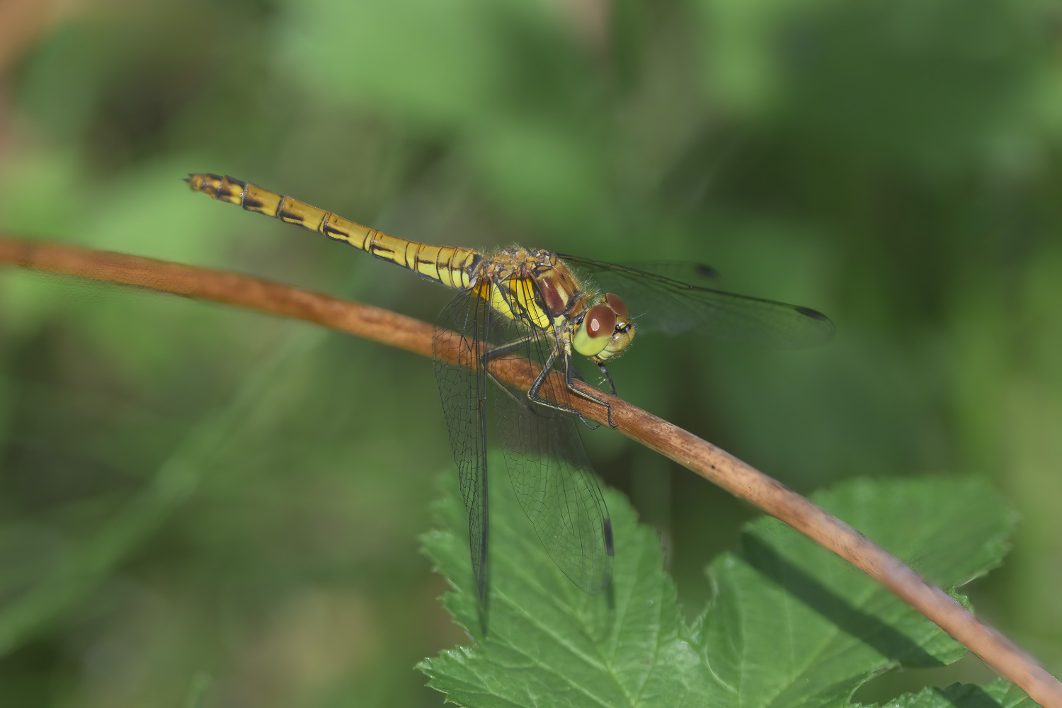 Dragonflies-0820-IMG_00003.jpg