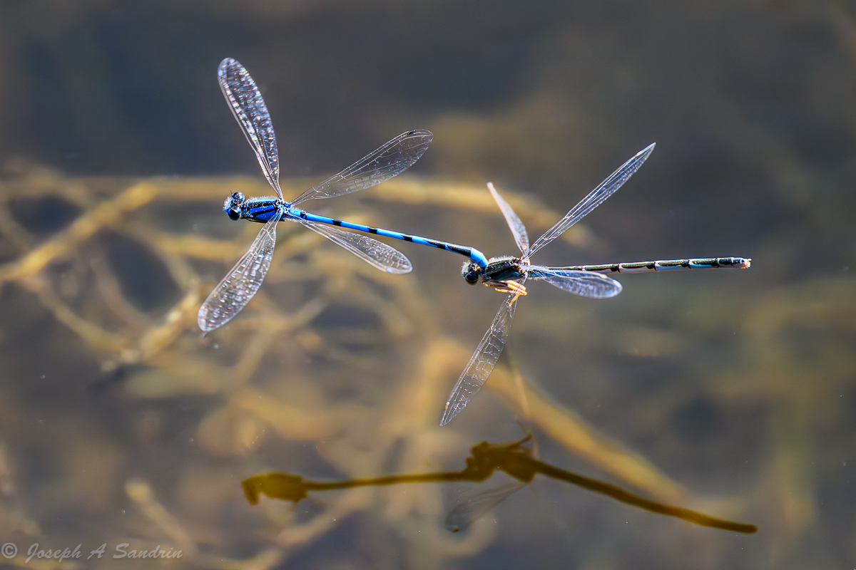 Dragonflies01-2.jpg