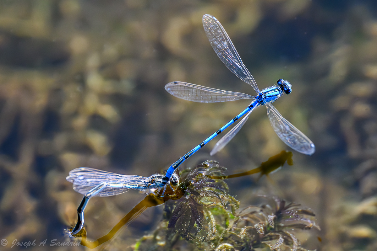 Dragonflies02-2.jpg