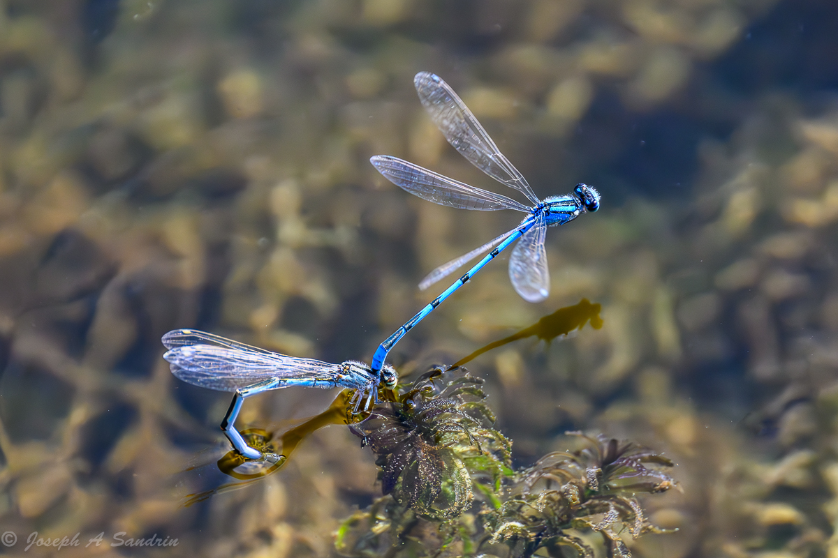 Dragonflies03.jpg