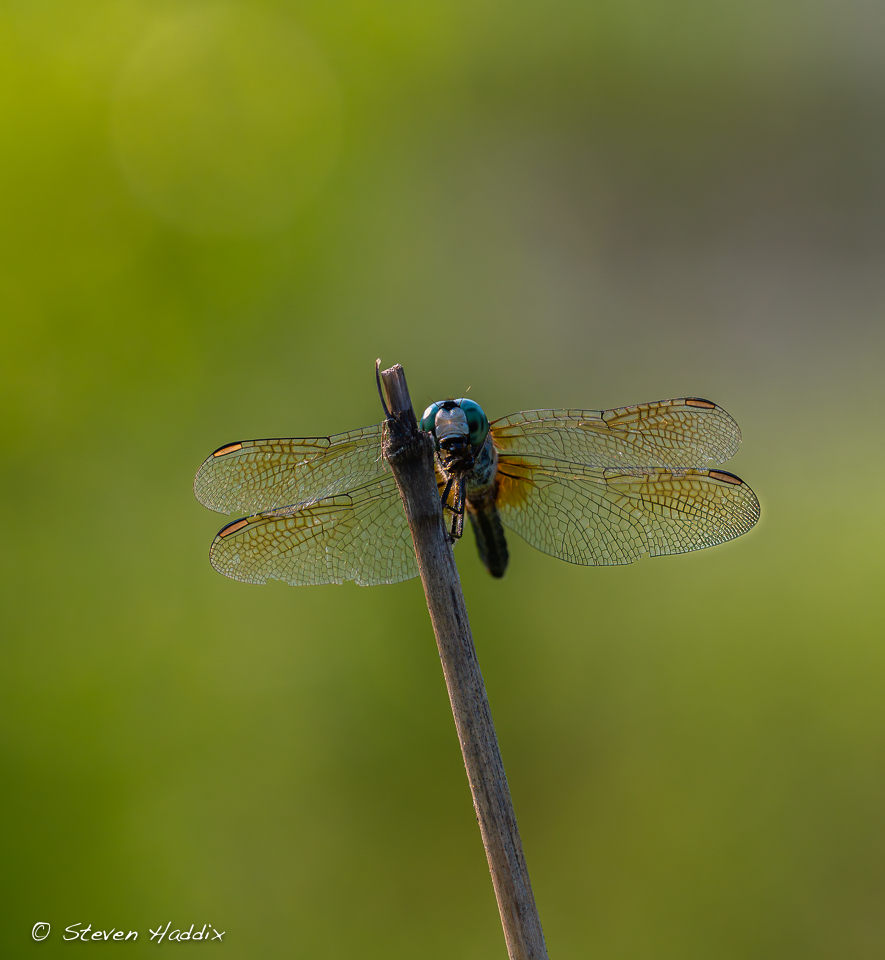 Dragonfly 03.jpg
