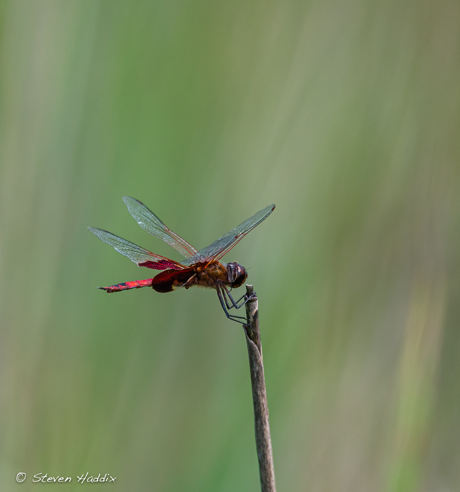Dragonfly 05.jpg