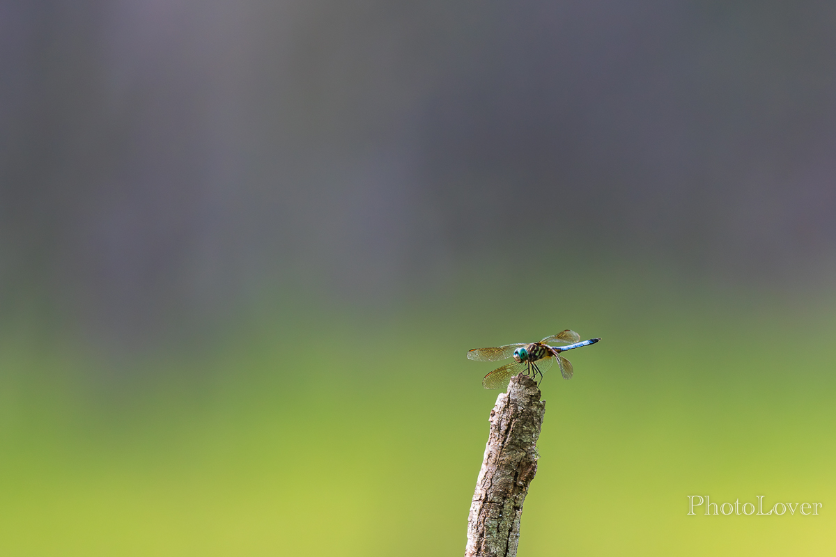 Dragonfly-1.jpg