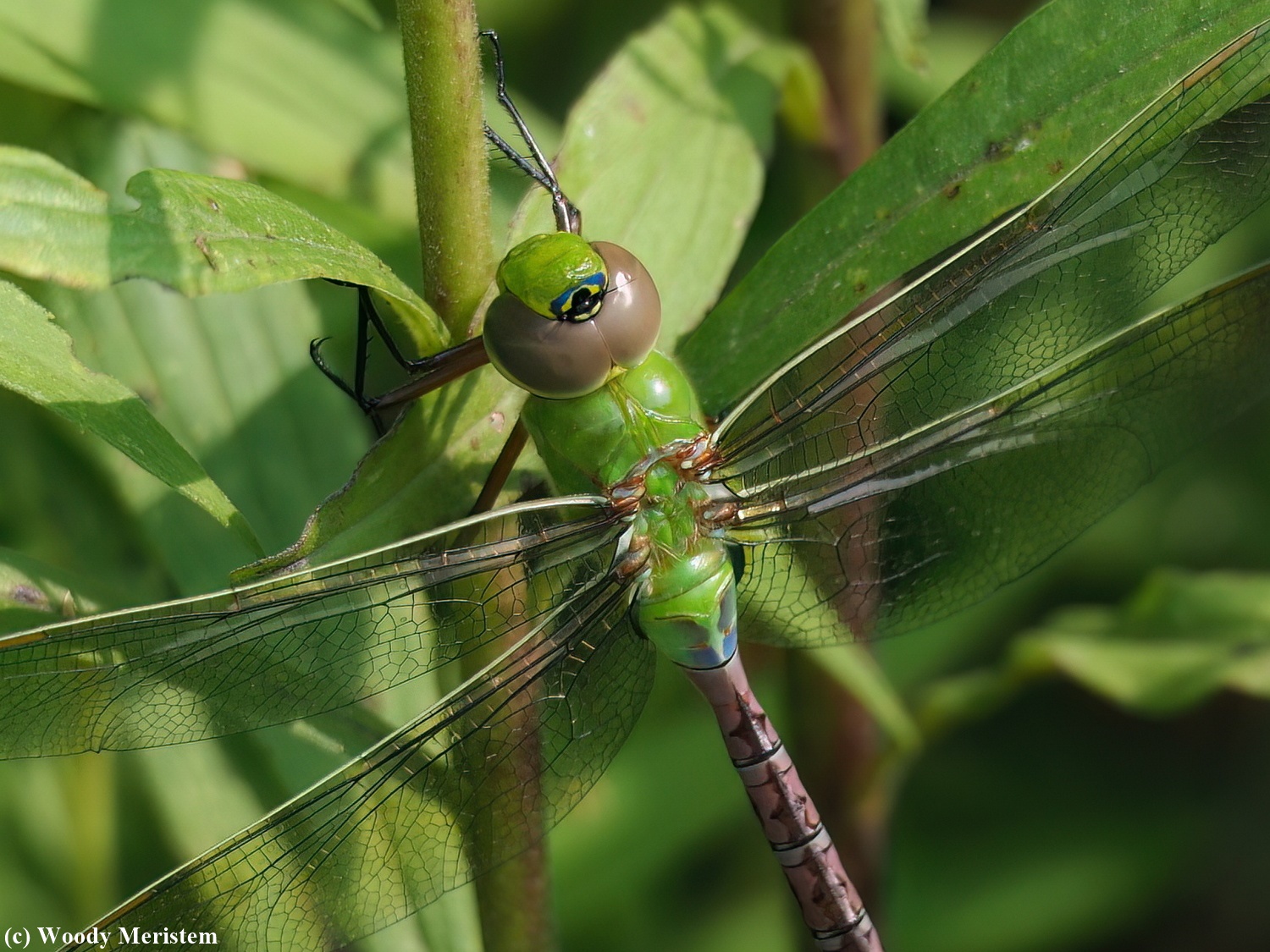 Dragonfly - Common Green Darner.JPG