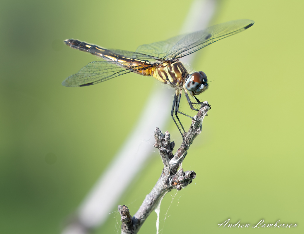 Dragonfly for Kent id-.jpg