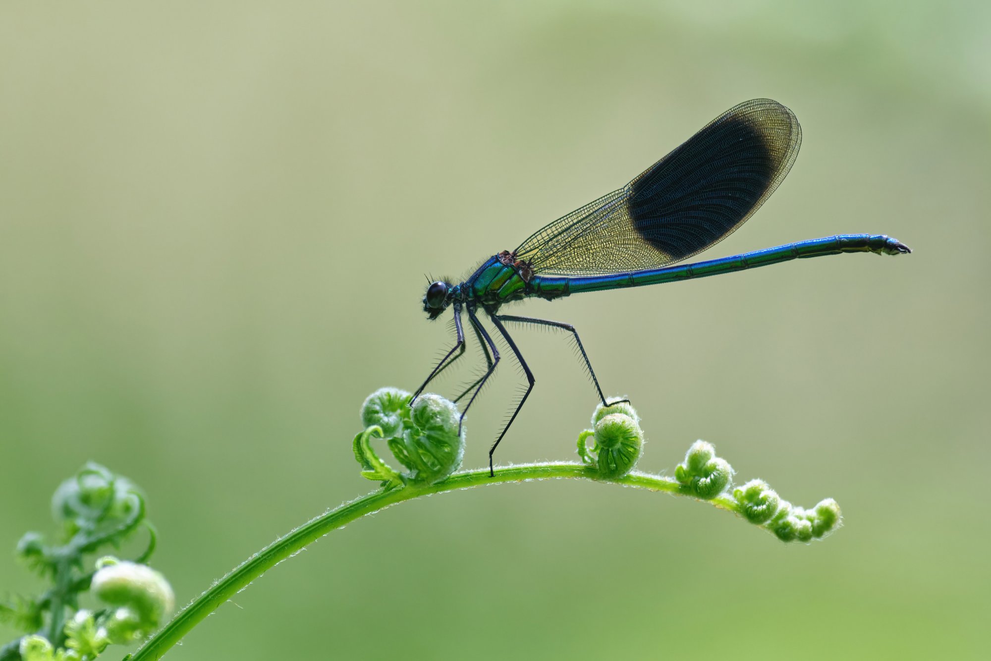 Dragonfly.jpg