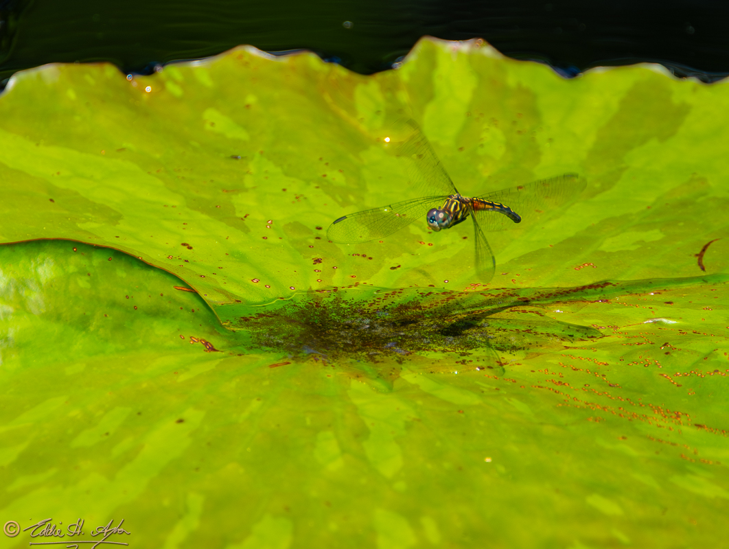 Dragonfly Missouri Botanical Gardens Lilly Pond _DSC8013-Enhanced-NR.jpg