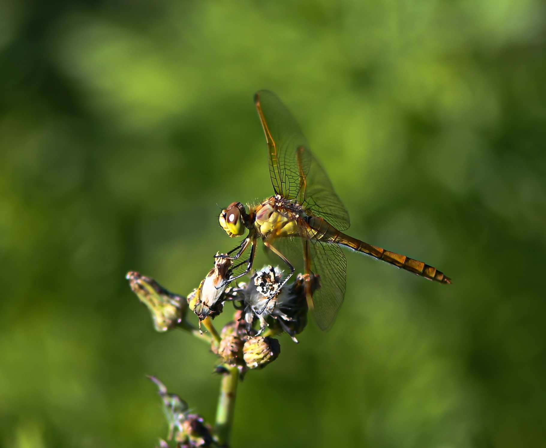 dragonfly on the green.jpg