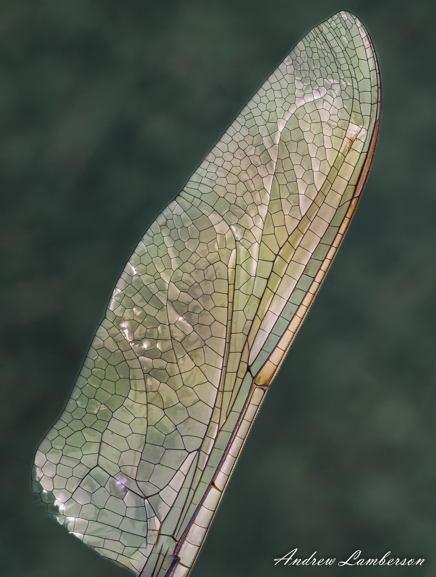 dragonfly wing-.jpg