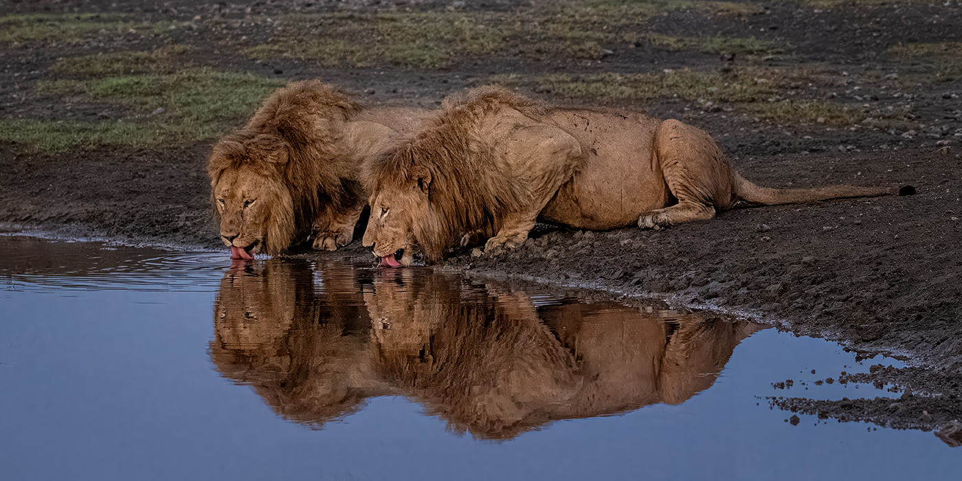 Drink Lions - Right to Left.jpg
