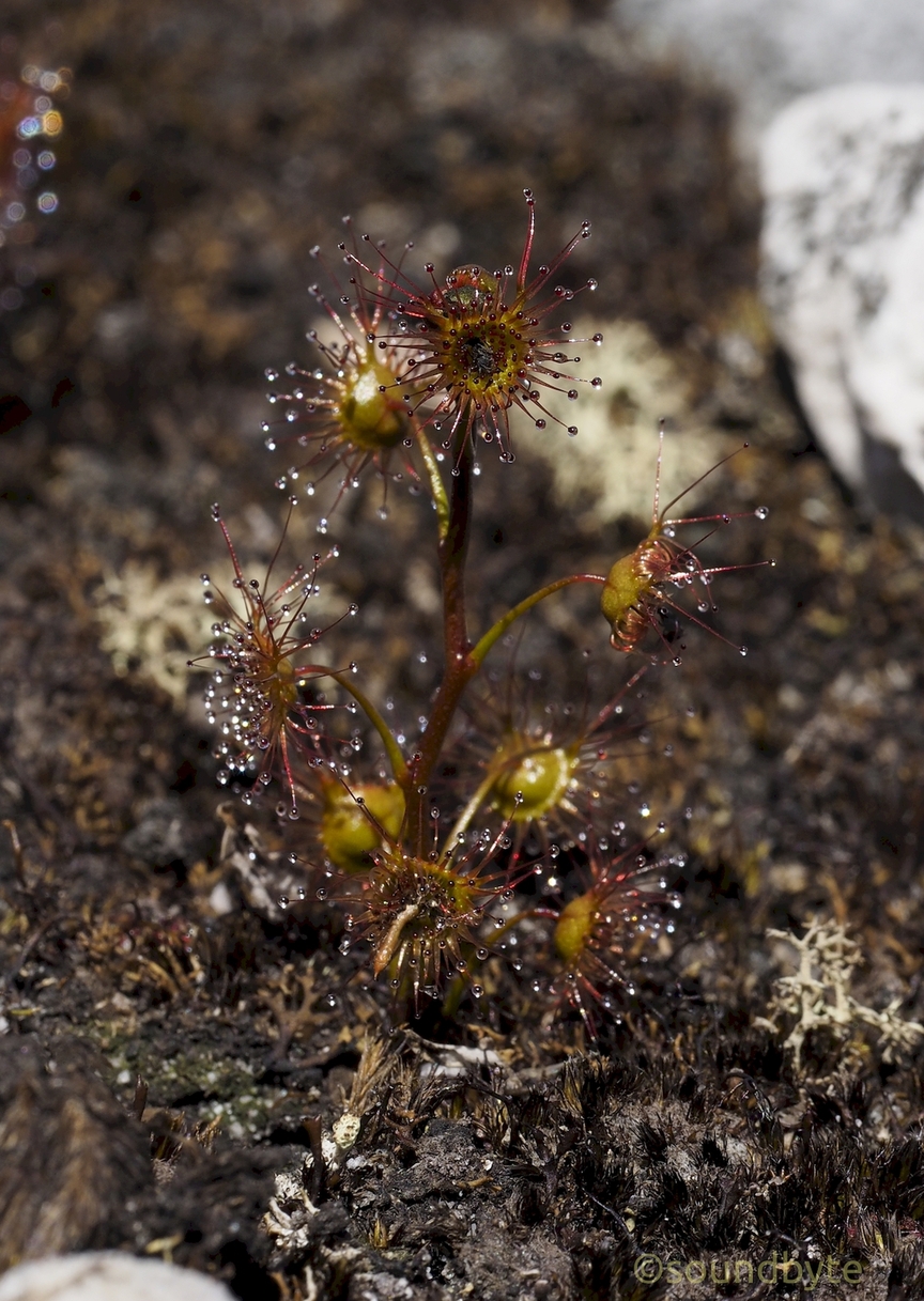 Drosera_221020_BCG.jpg