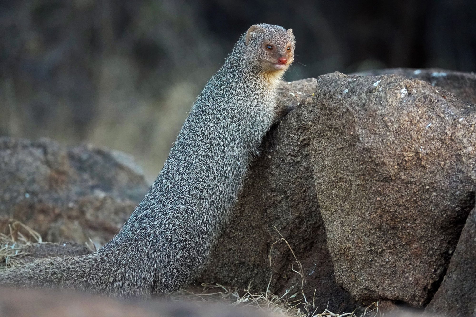 DSC00590_GrayMongooseHampi20Mar2020Web.jpg