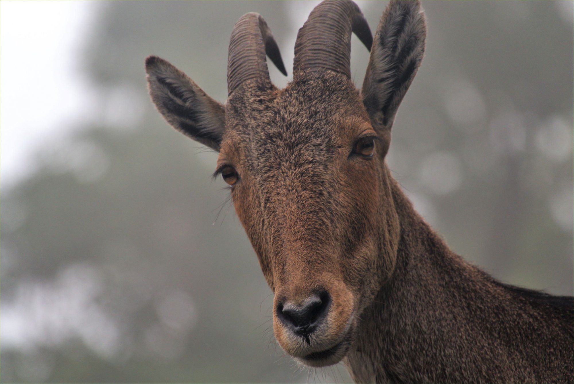 DSC01201_NilgiriTahrValaparia05Oct2018.jpg