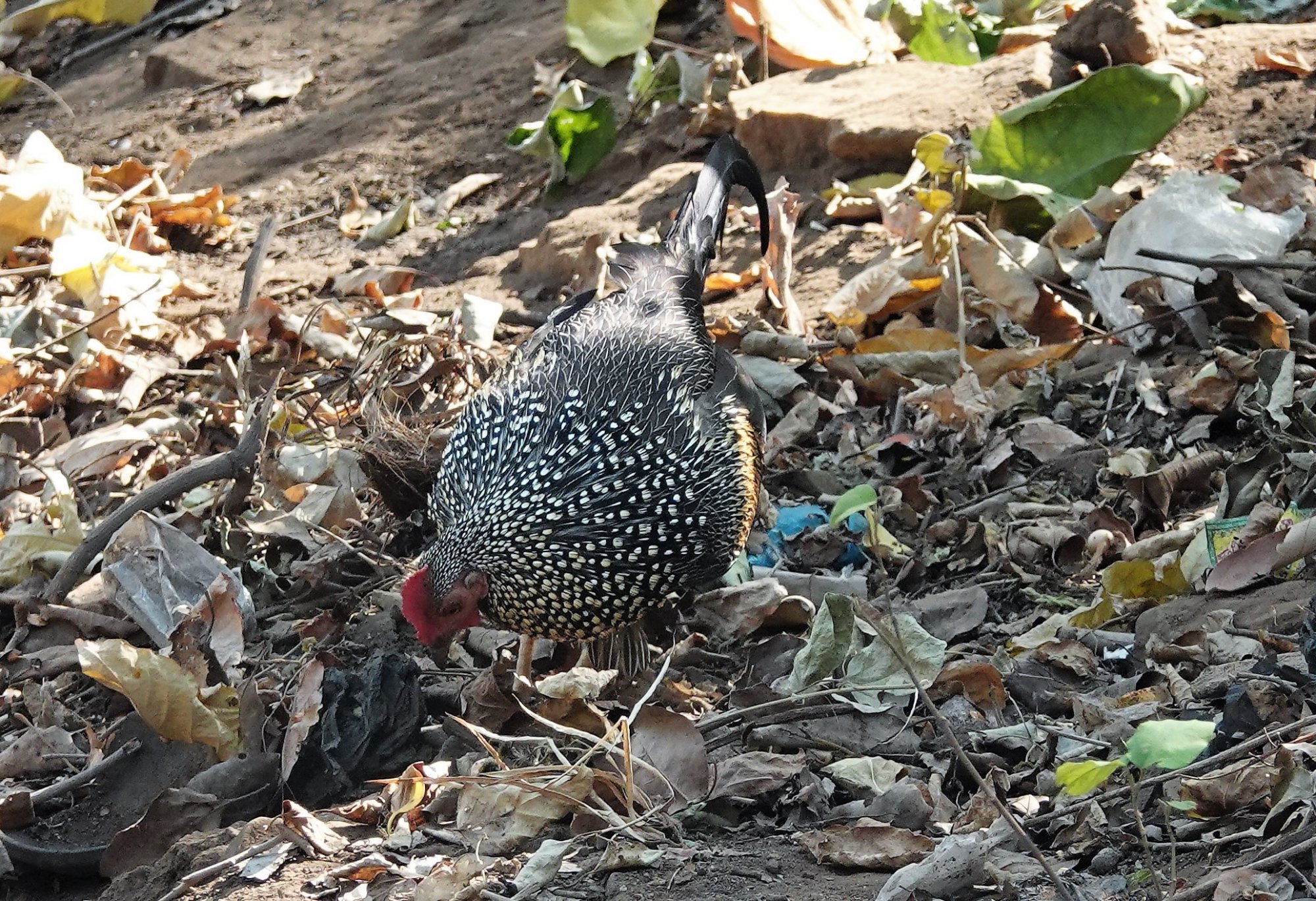 DSC01443_GreyJungleFowlUmaMaheshwaram11May2019.jpg