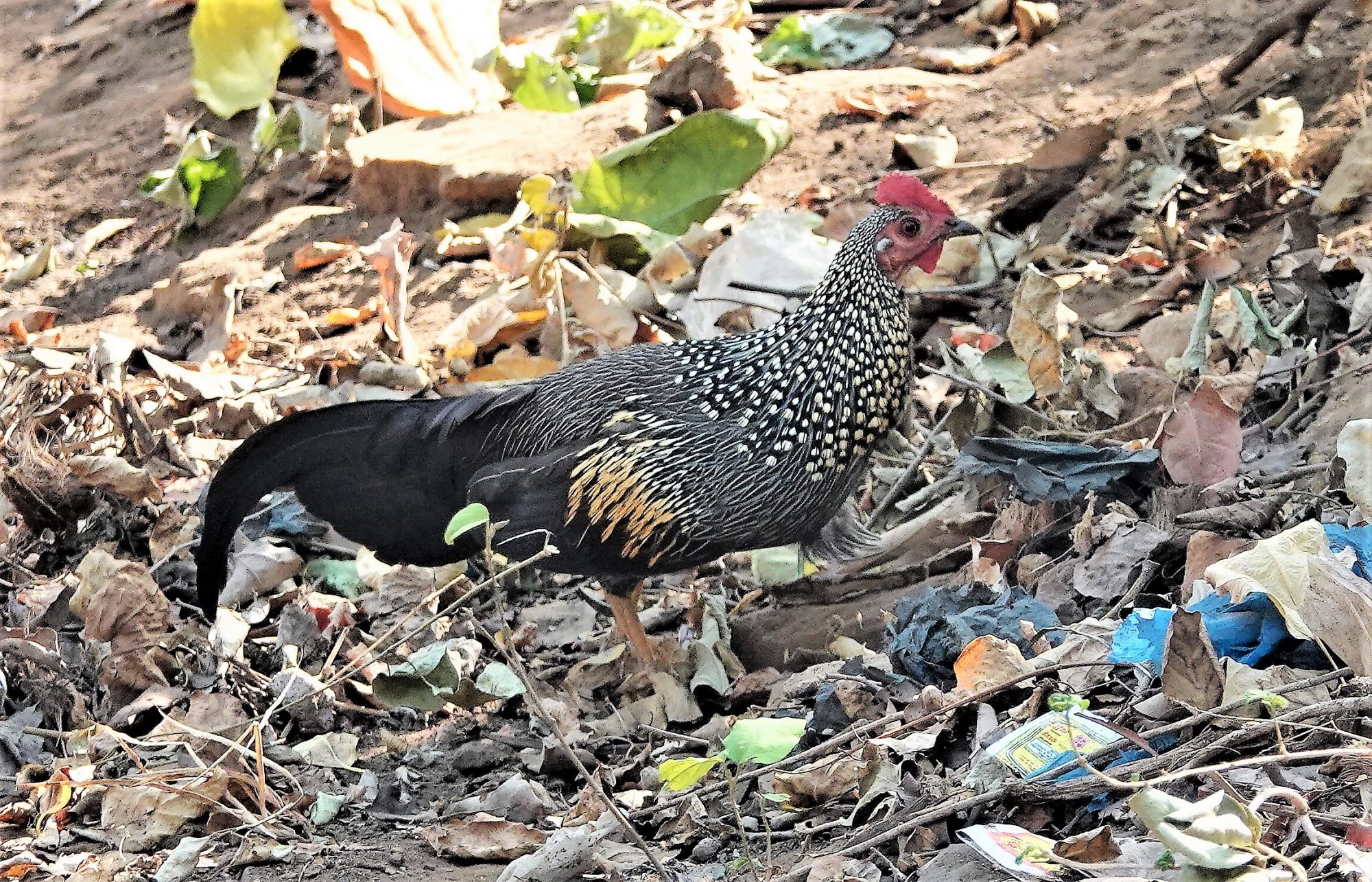 DSC01473_GreyJungleFowlUmaMaheshwaram11May2019.jpg