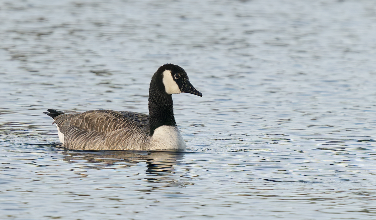 Back country discount canada goose