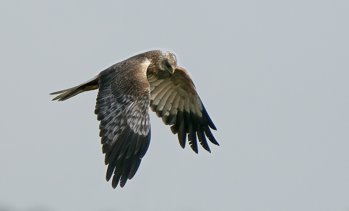 DSC03099 Marsh Harrier over Greylake copy.jpg