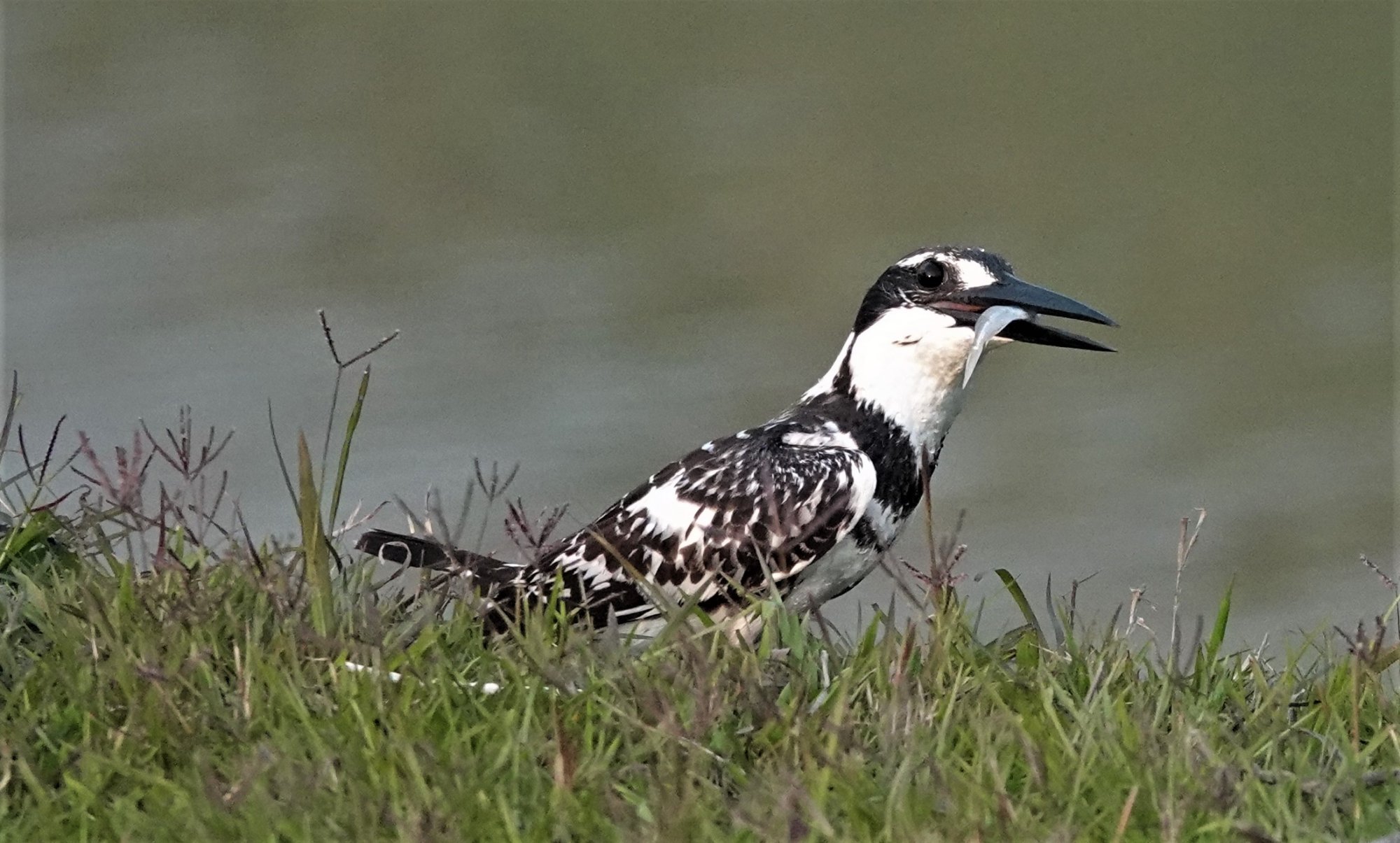 DSC03249_PiedKingfisherKaziranga12Mar2019.JPG