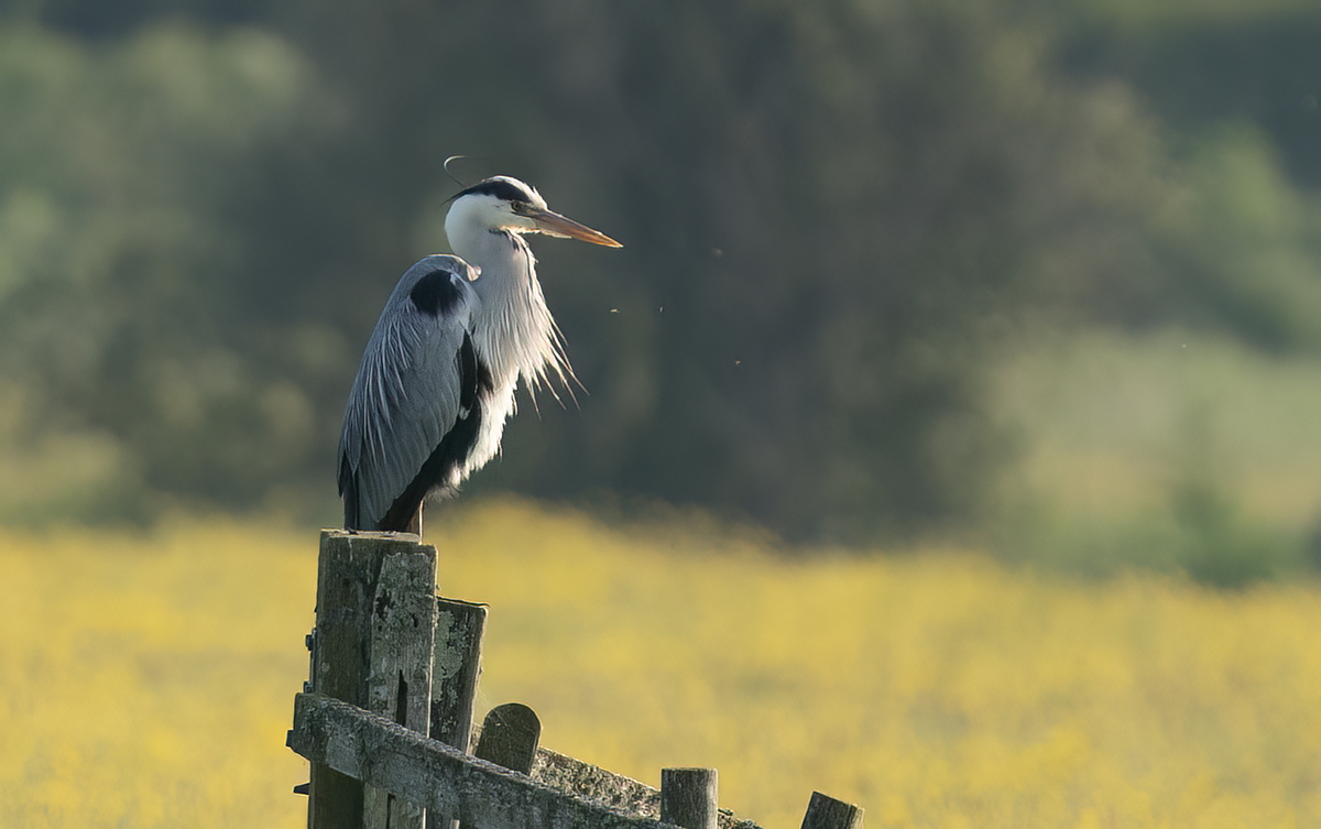 DSC03256 Gret Heron .jpg