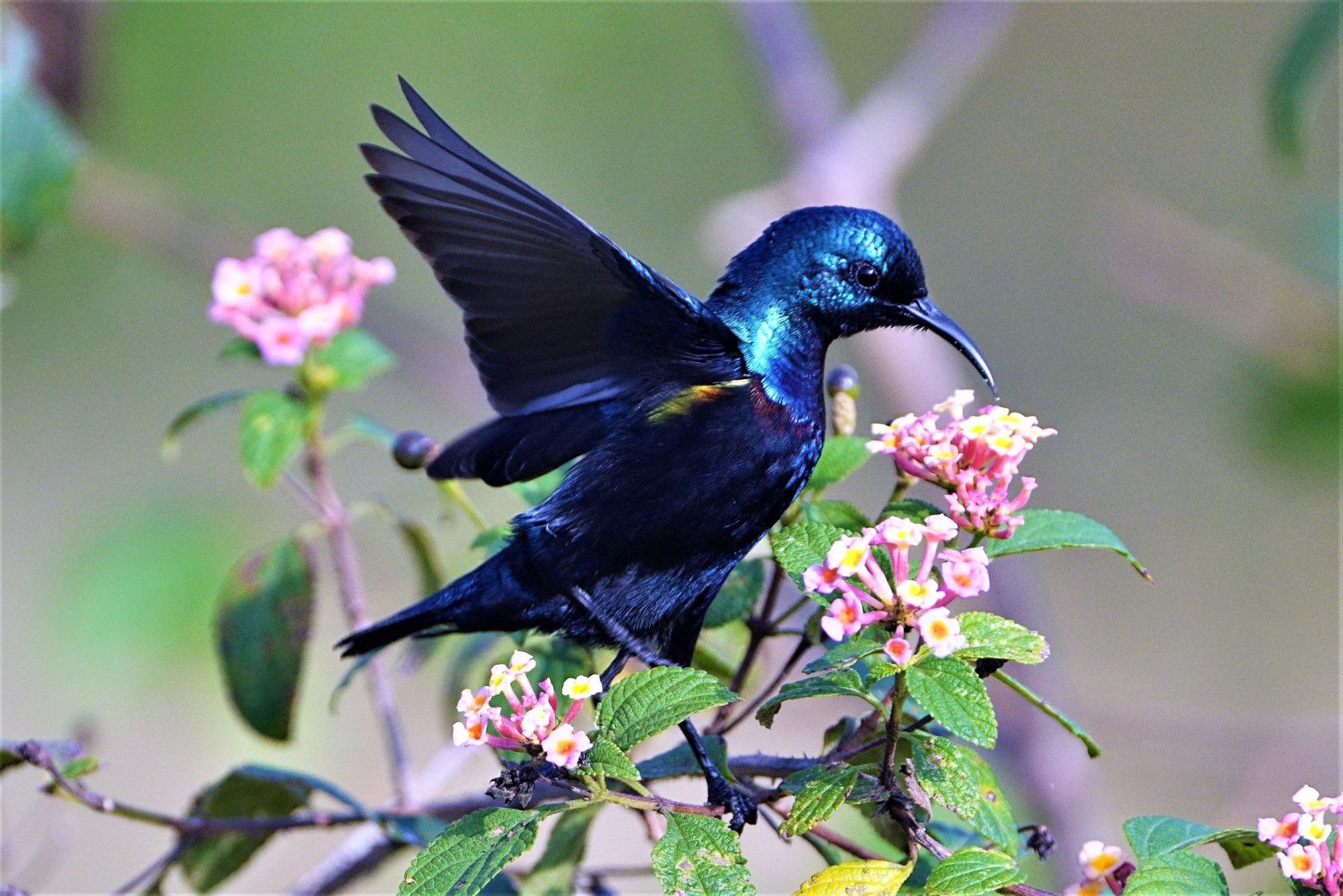 DSC03408)PurpleSunBird)Masinagudi)94Jan2021_cropped.JPG