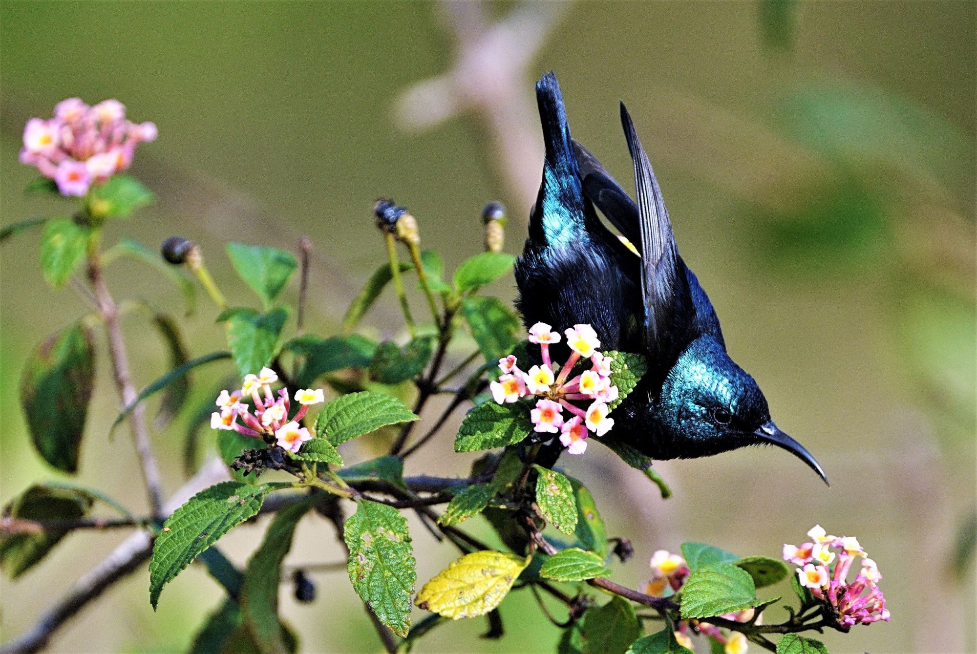 DSC03429)PurpleSunBird)Masinagudi)94Jan2021_cropped.JPG