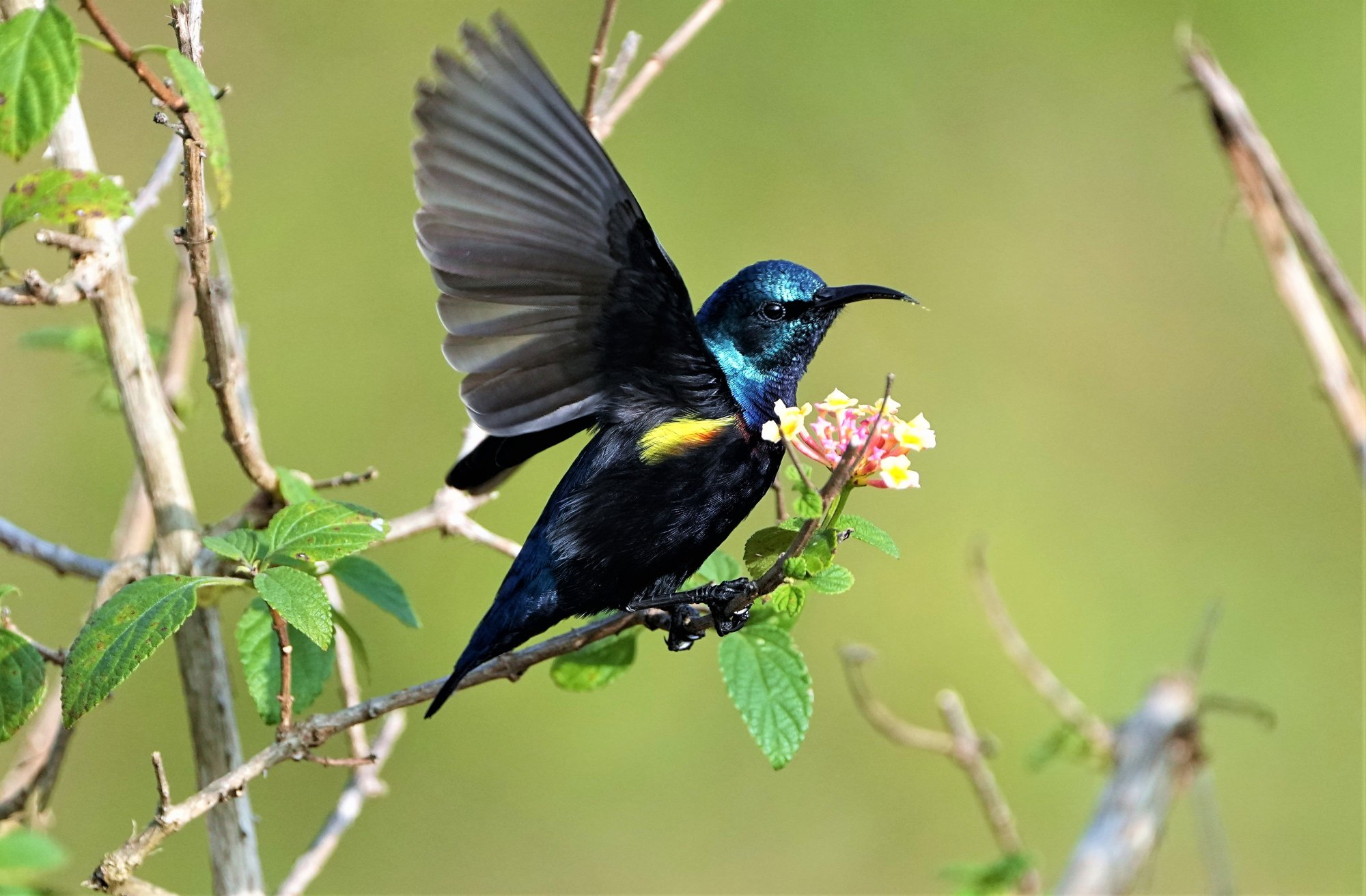 DSC03458_PurpleSunBird_Masinagudi)94Jan2021.JPG