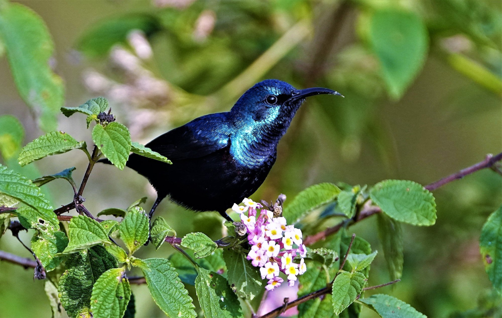 DSC03494_PurpleSunBird_Masinagudi_04Jan2021.JPG