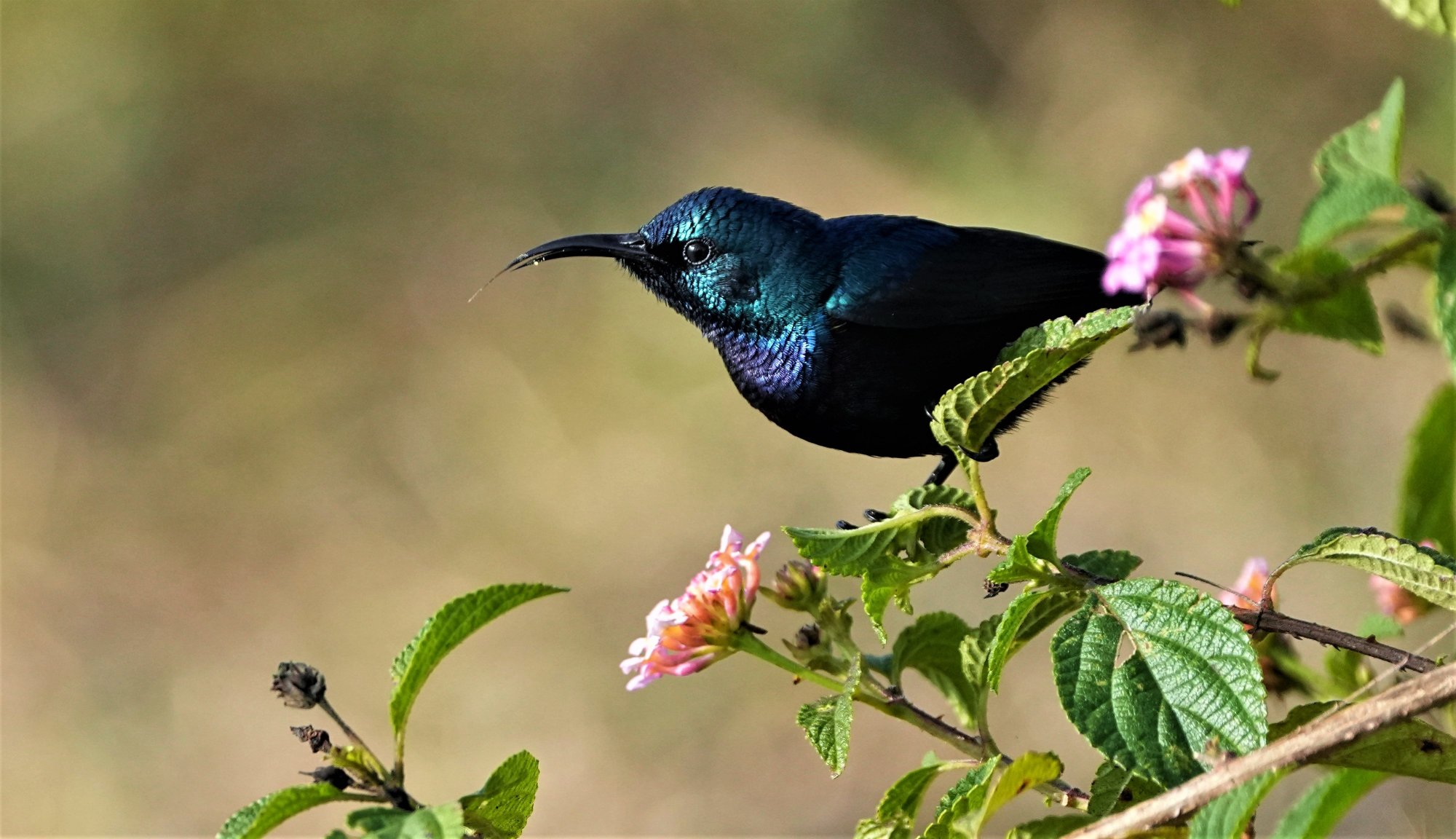 DSC03595_PurpleSunBird_Masinagudi)94Jan2021.JPG