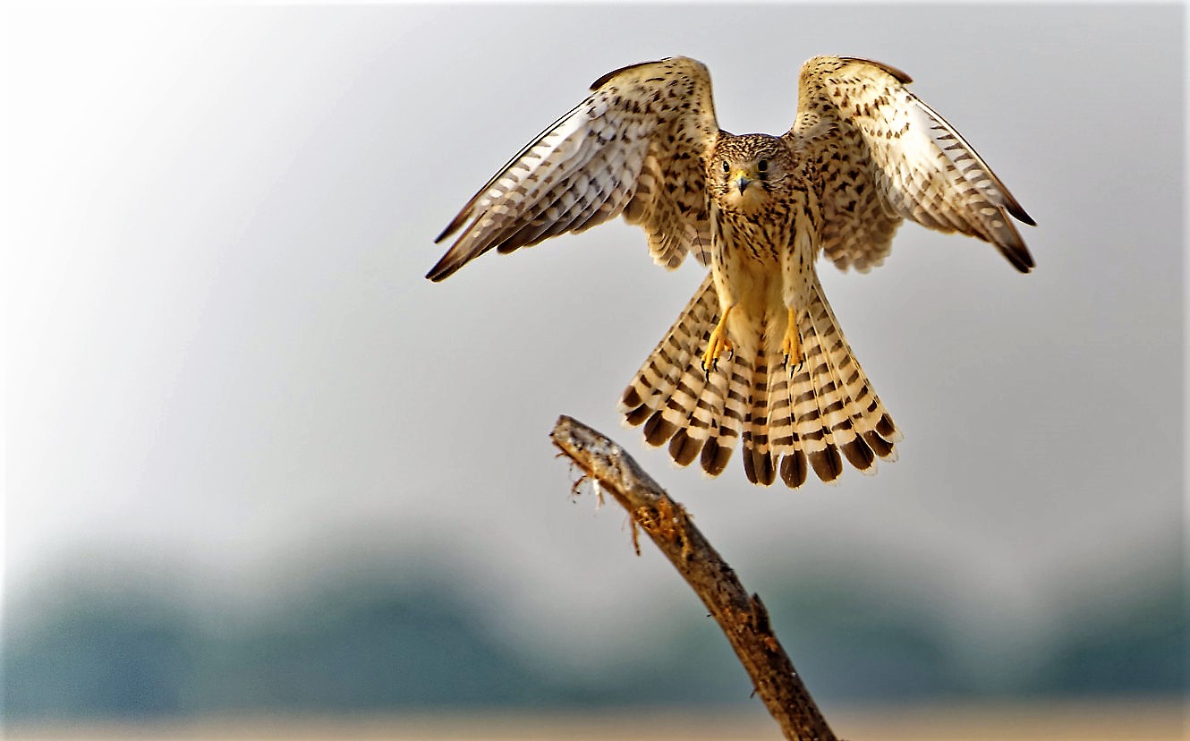 DSC04730_DxOCommonKestrel.jpg