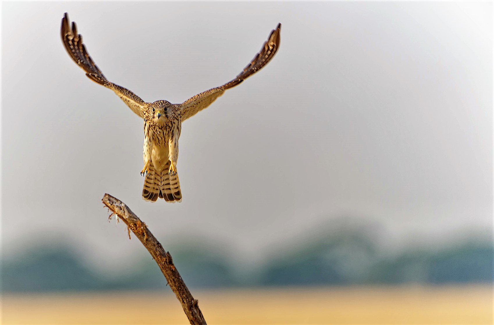 DSC04731_DxOCommonKestrel.jpg